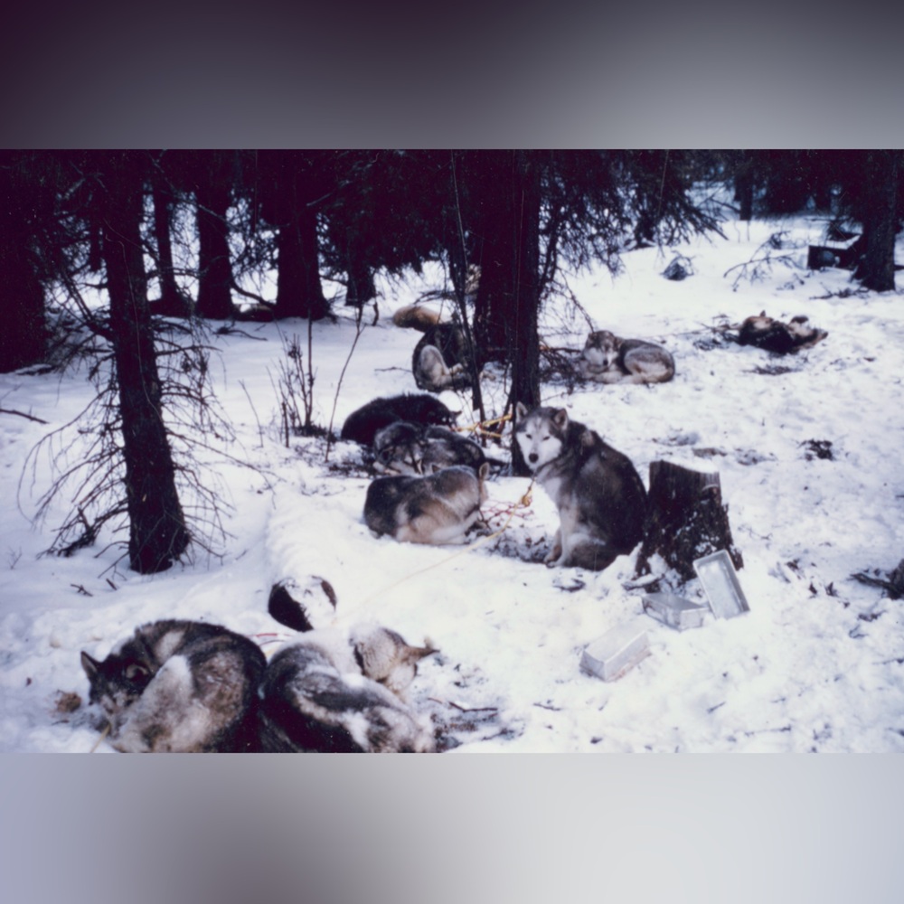 4x6 Alaskan Sled Dogs Resting Rohn River Alaska Photo Print #1